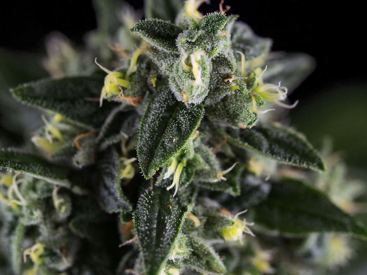 Photo of 420 Punch