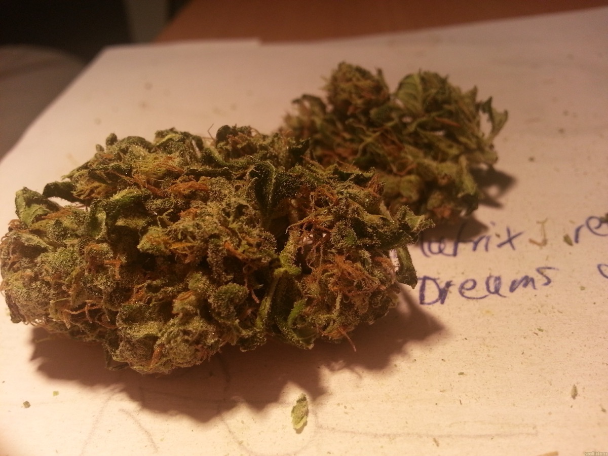 Photo of Afghan Kush Regular Seeds by White Label