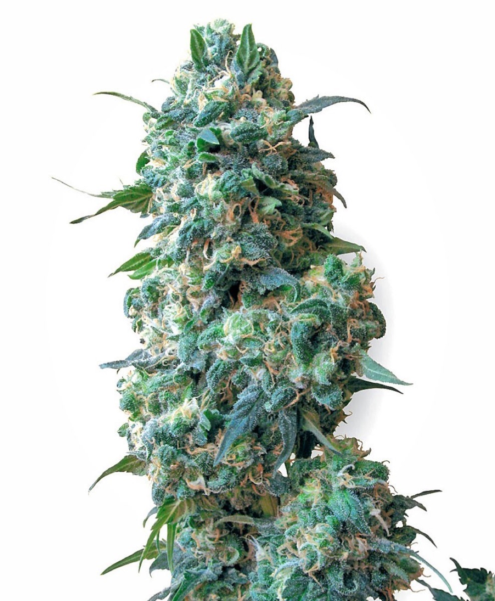 Photo of Afghan