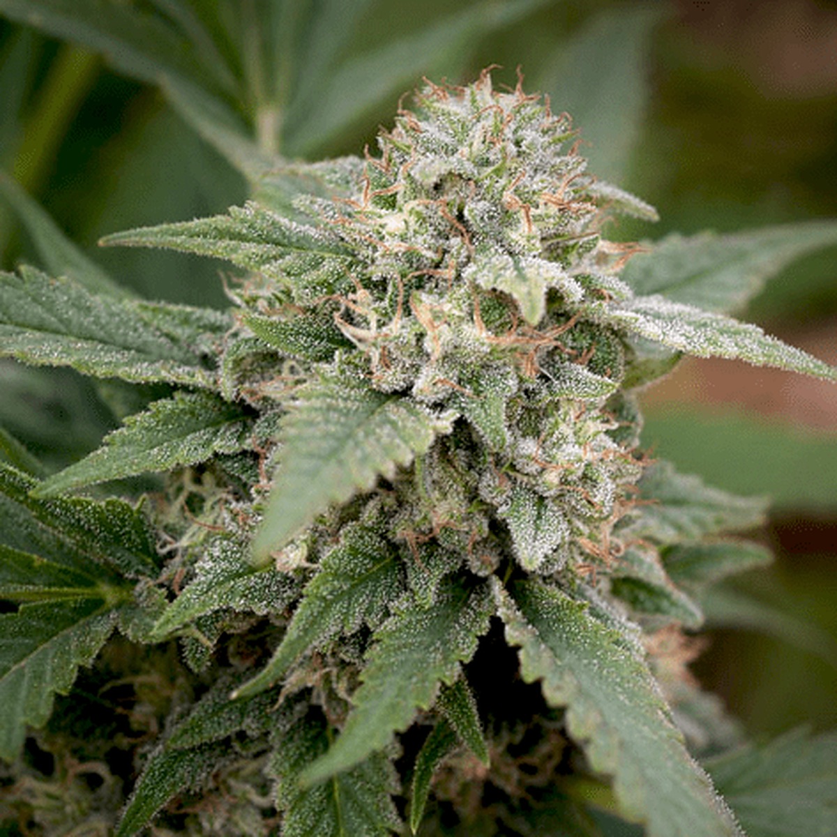 Photo of Afghani #1