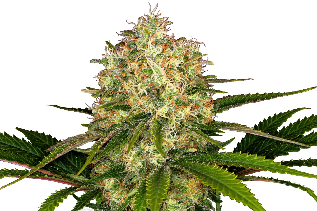 Photo of Afghani