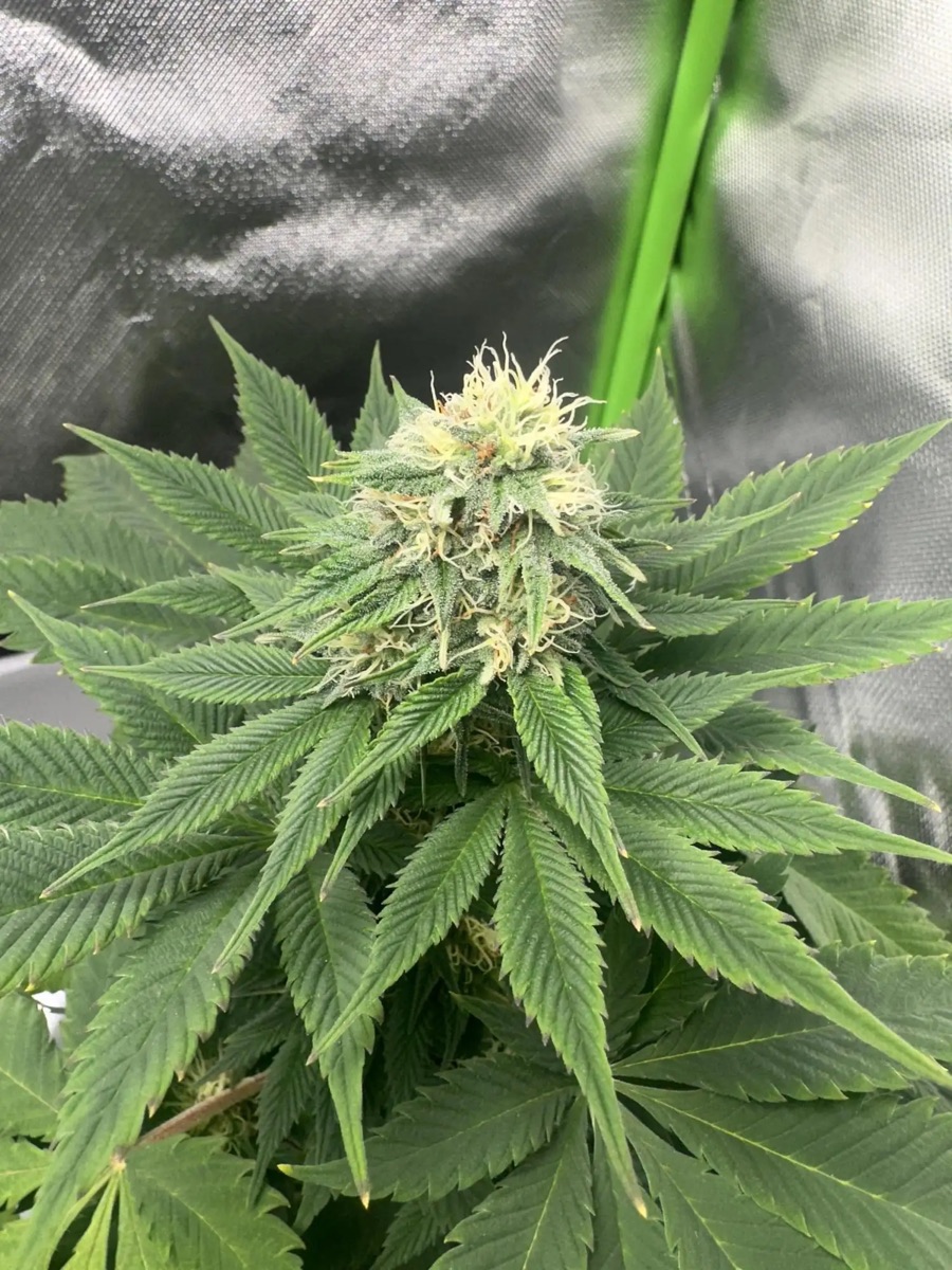 Photo of AK-420 Feminized Seeds by White Label