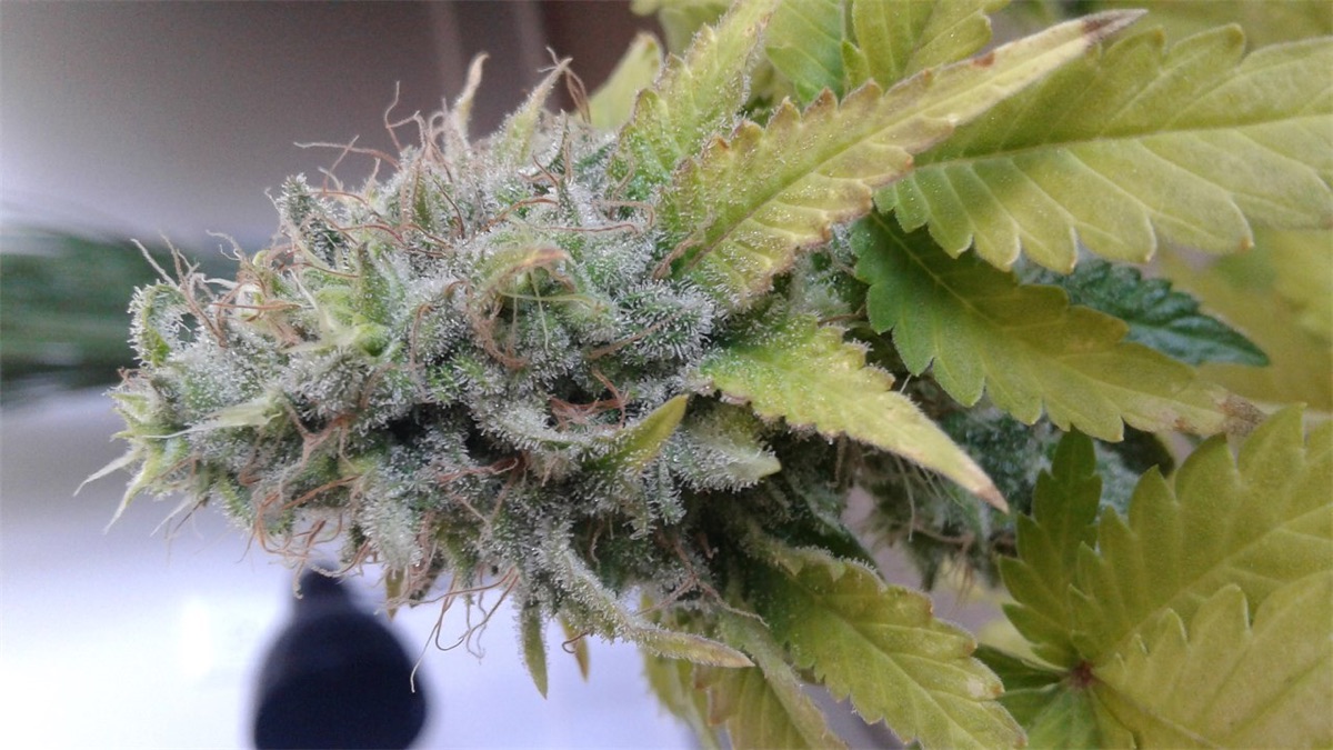 Photo of AK-48