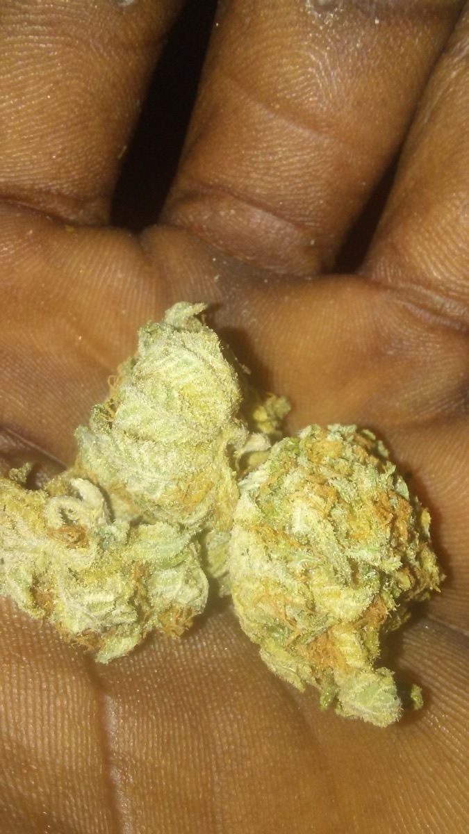 Photo of Alien OG
