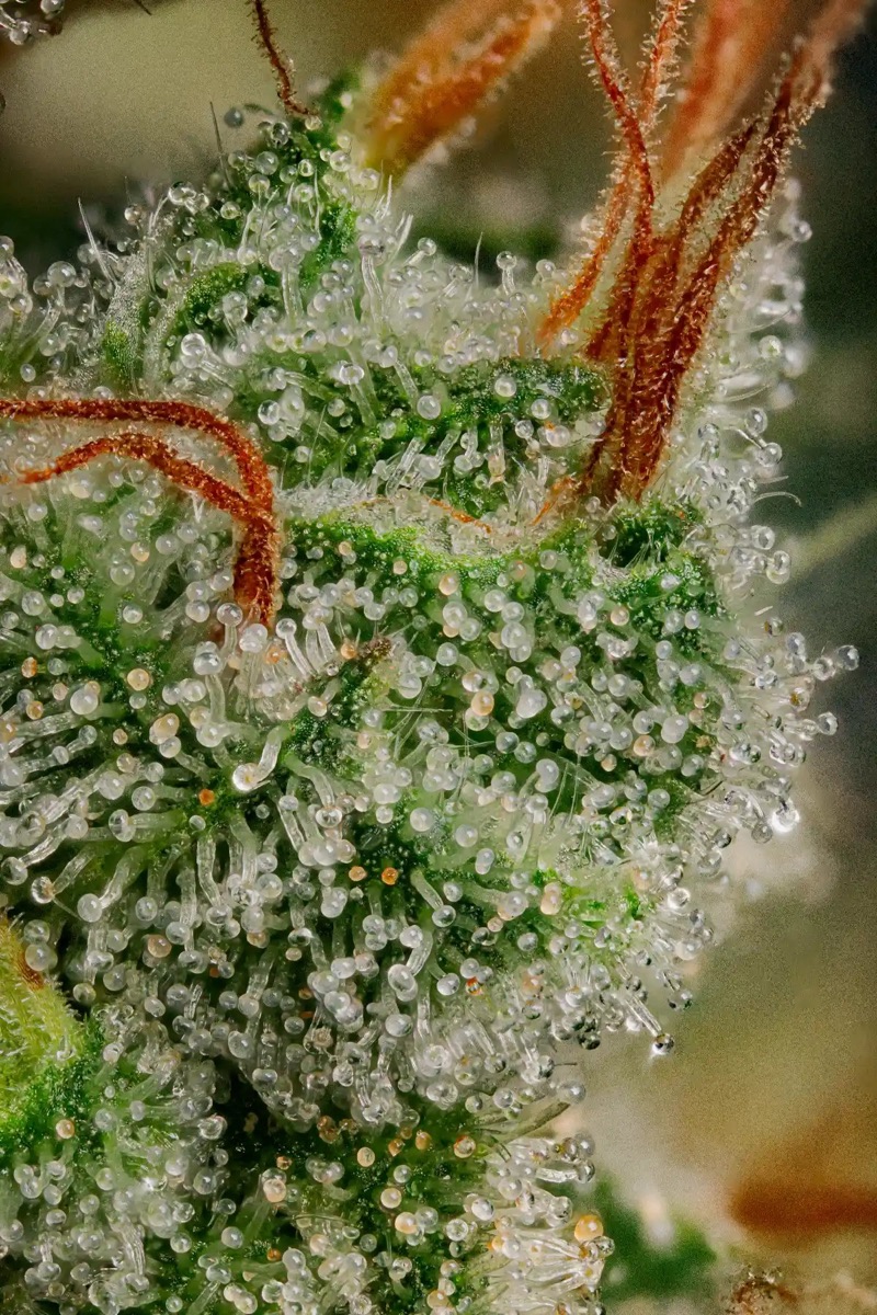 Photo of Allkush