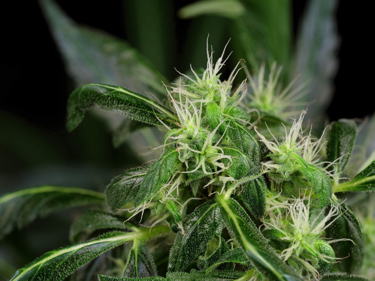 Photo of Aloha OG