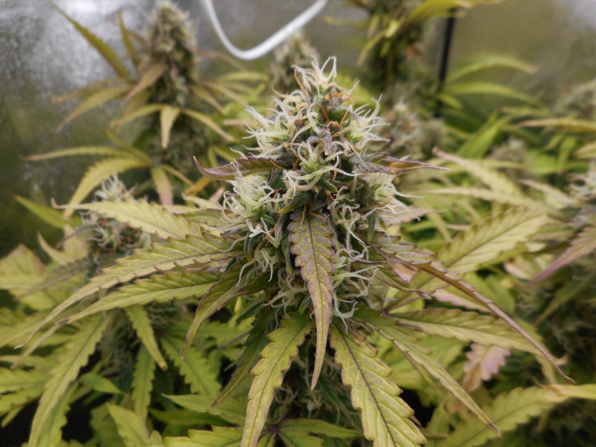 Photo of Alpine Delight CBD