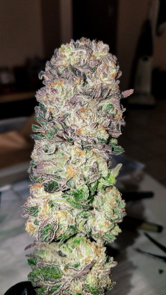 Photo of AMG - Amnesia Mac Ganja