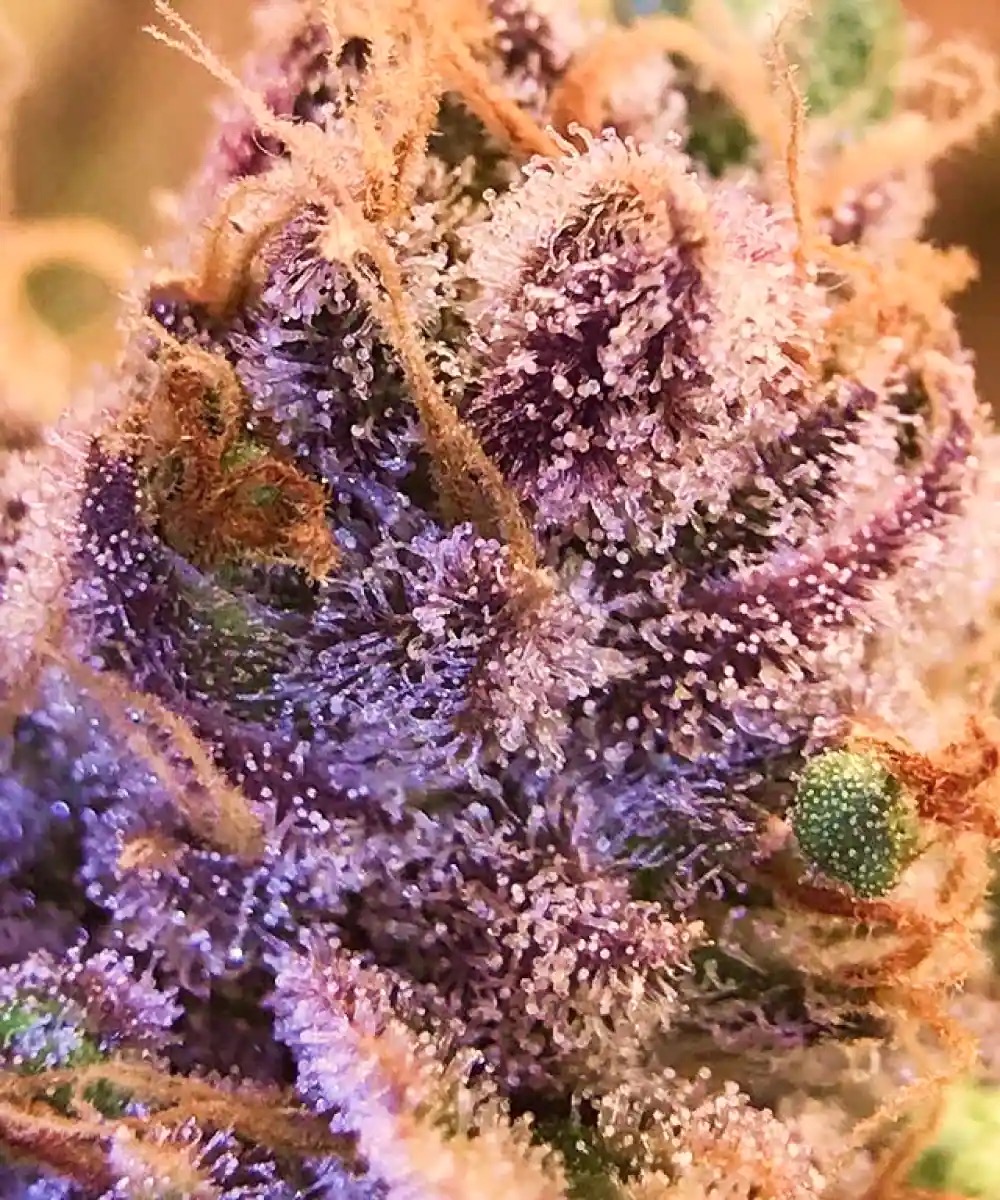 Photo of Amnesia Haze Auto