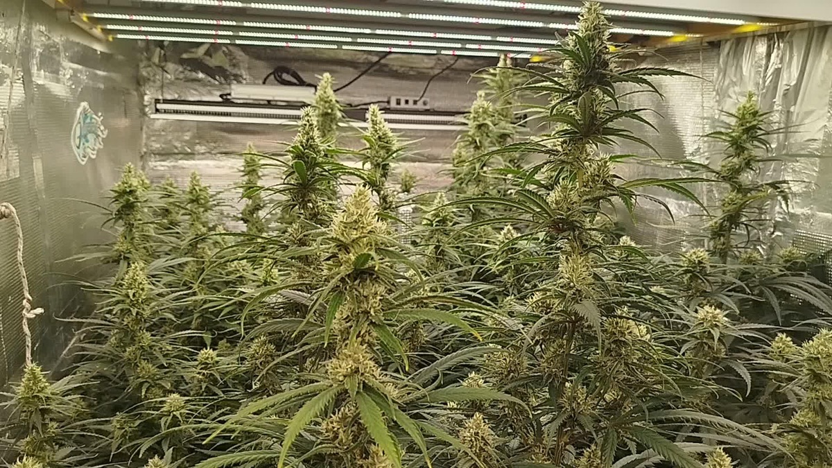 Photo of Amnesia Haze Regular