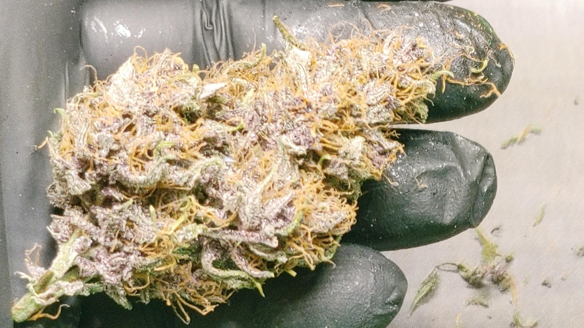 Photo of Amnesia Jelly