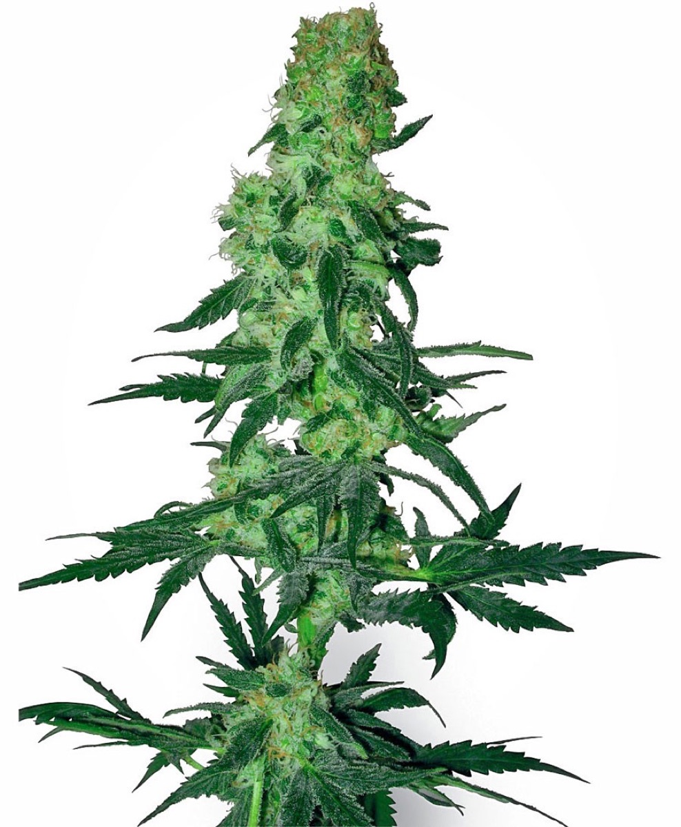 Photo of Amnesia White Regular Seeds by White Label