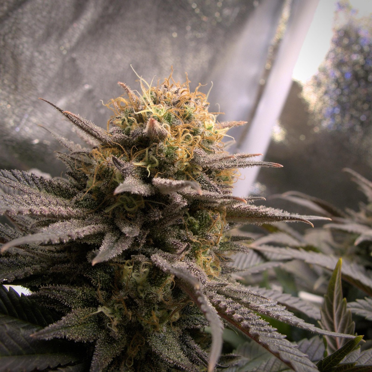 Photo of Amsterdam Amnesia