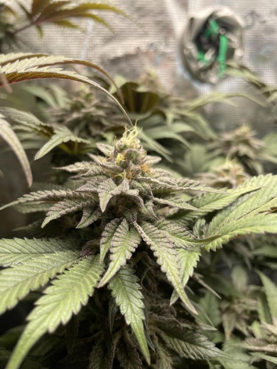 Photo of Atomic Blue Dream