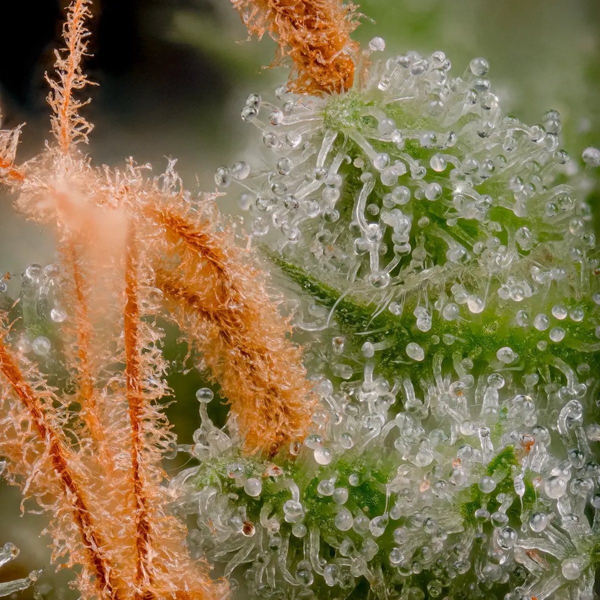 Photo of Atomical Haze