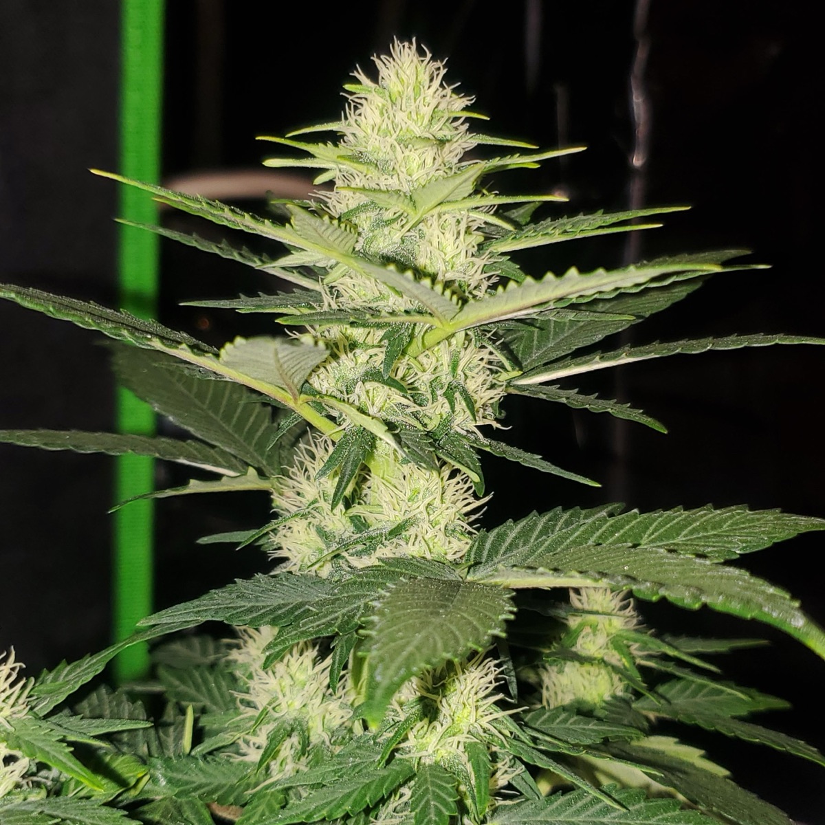 Photo of Auto AK Triple Haze