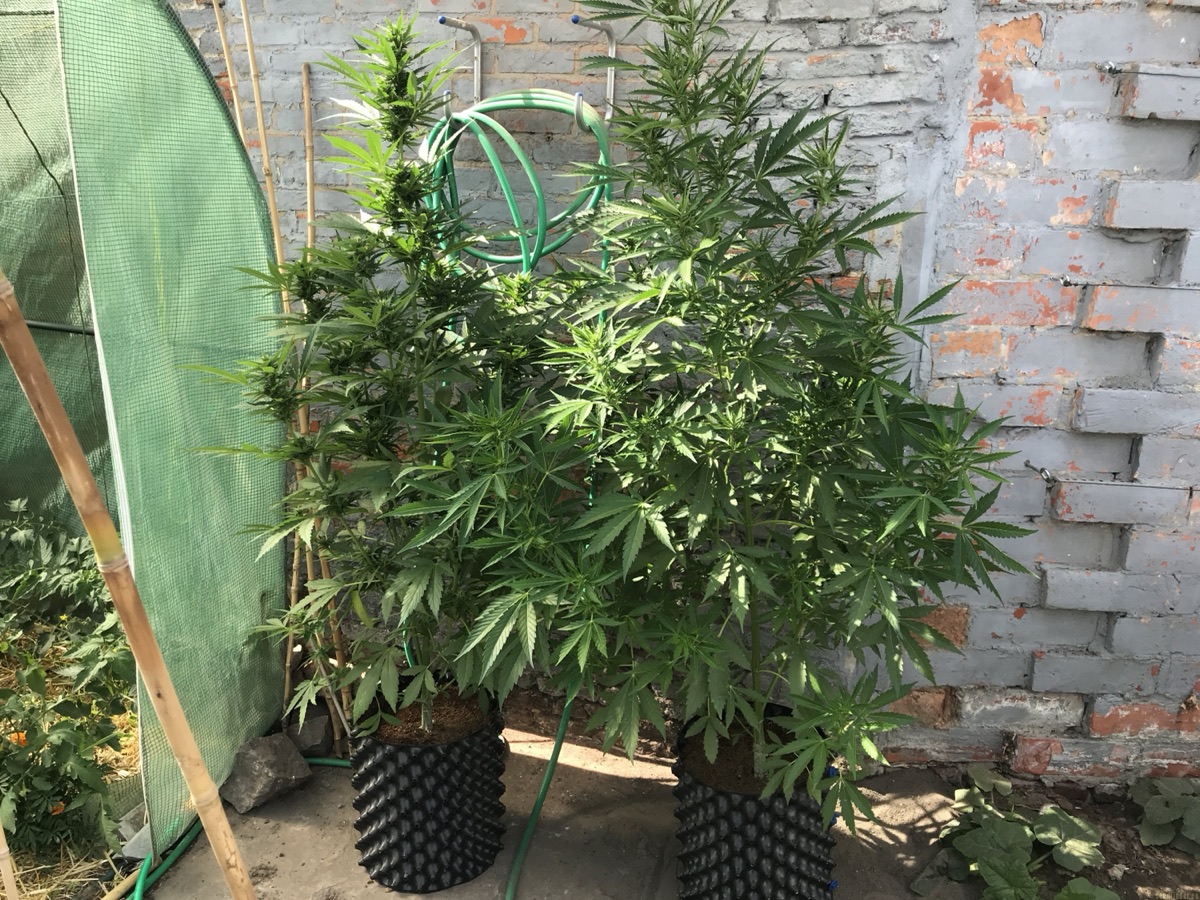 Photo of Auto Banana Blaze