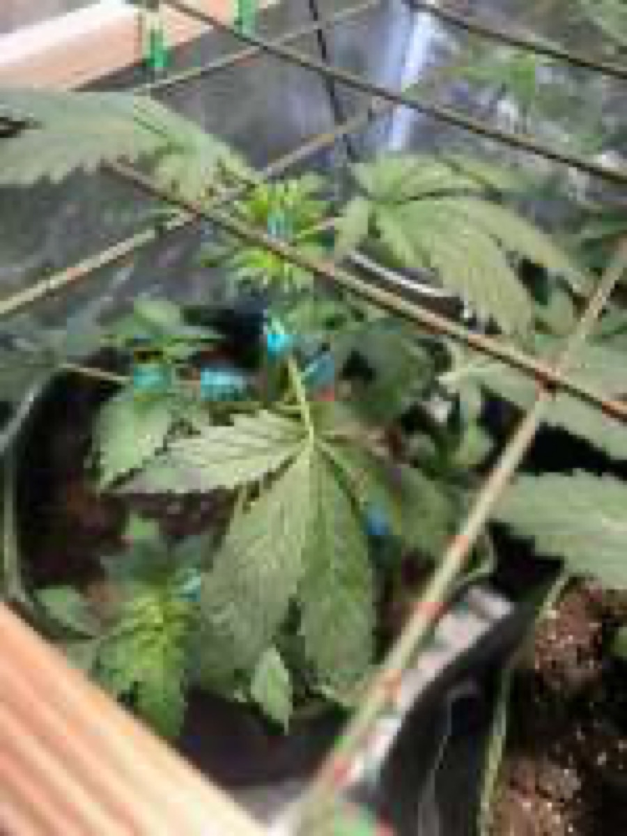 Photo of Auto Blueberry