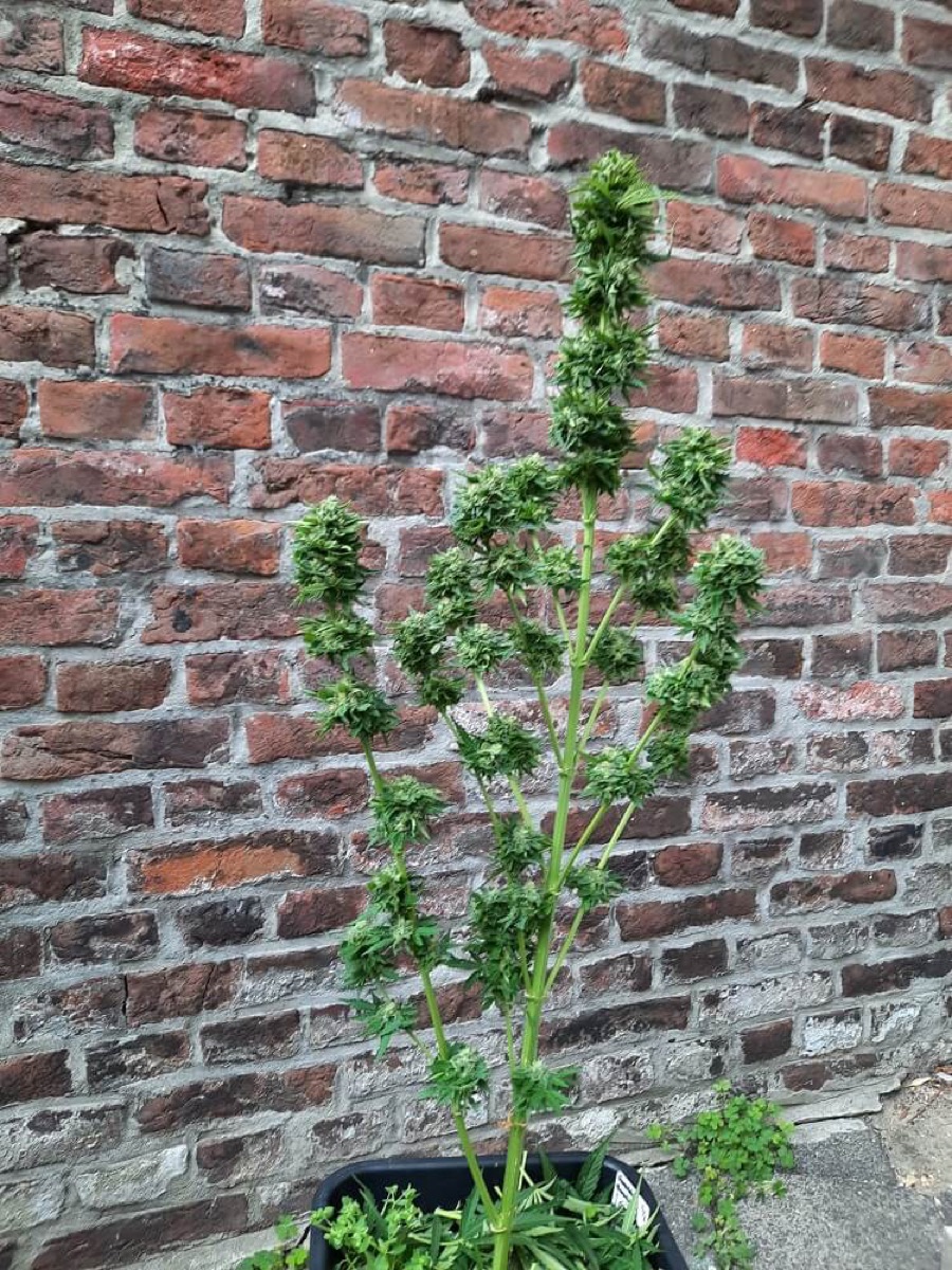 Photo of Auto Bruce Lemon Diesel
