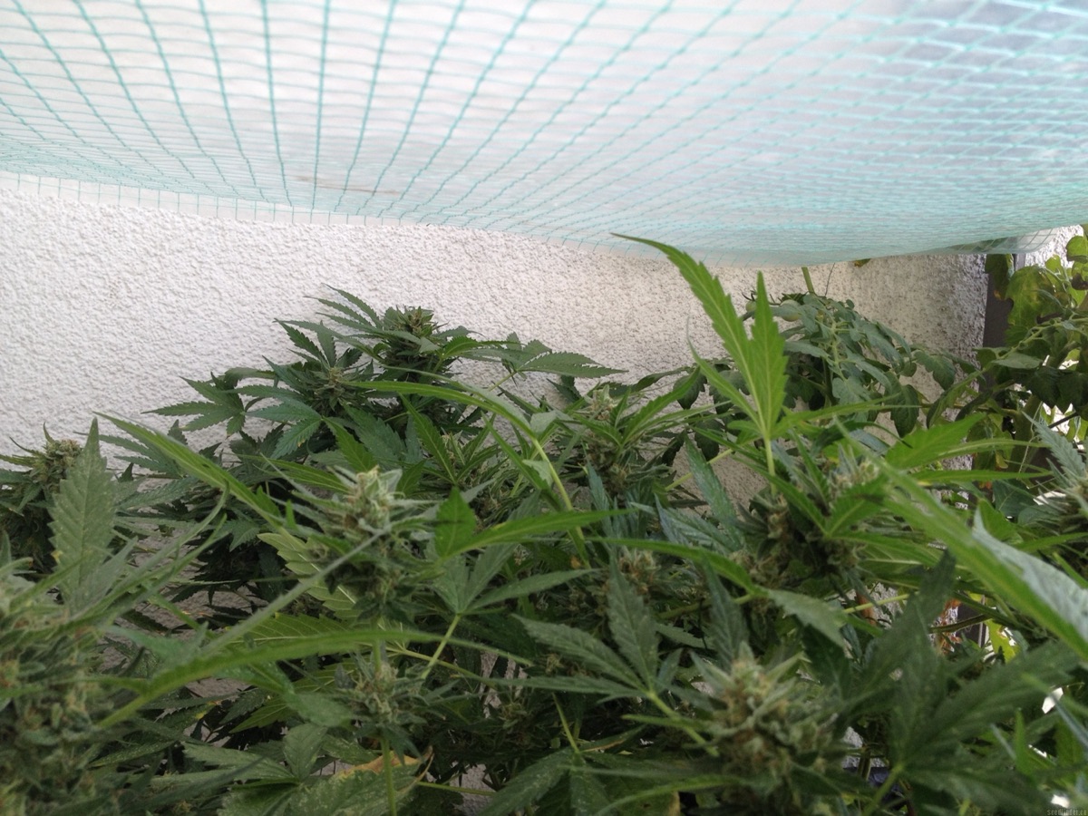 Photo of Auto Colorado Cookies