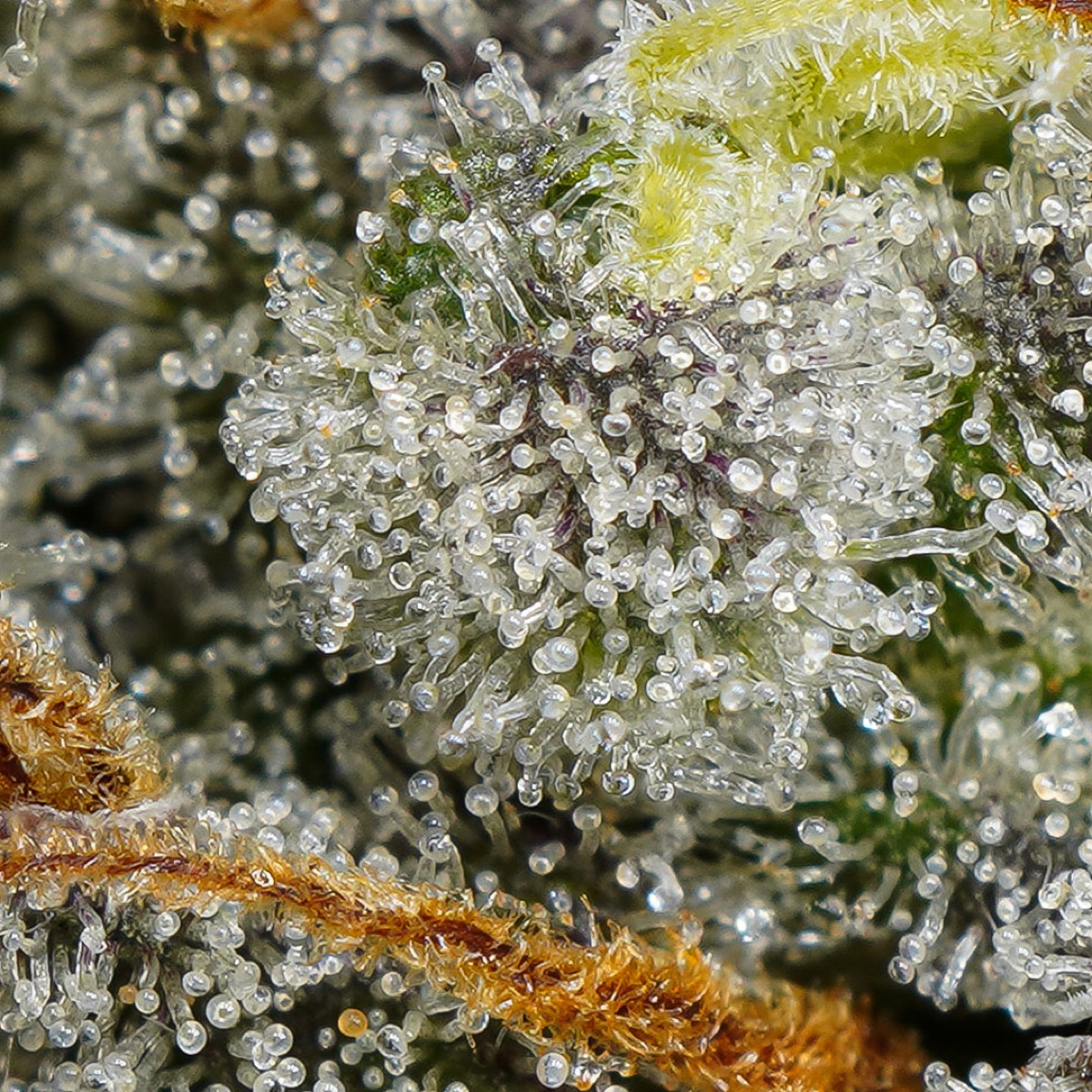 Photo of Auto Melonade Runtz