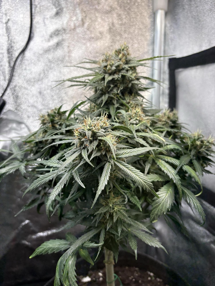 Photo of Auto Mimosa Punch