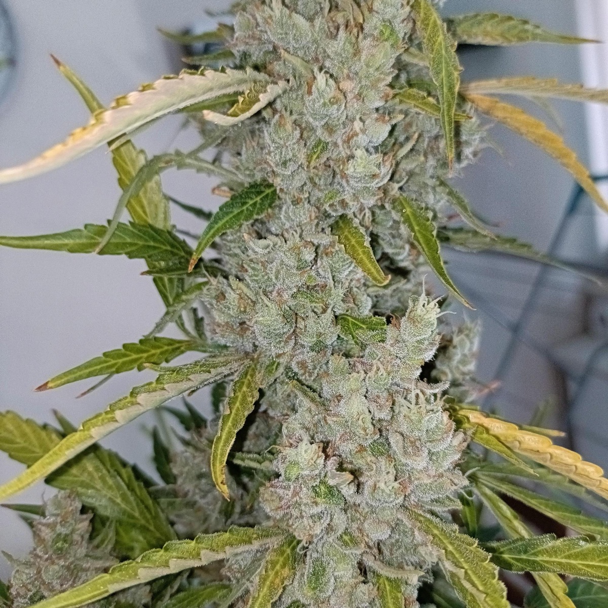Photo of Auto Northern Dragon Fuel