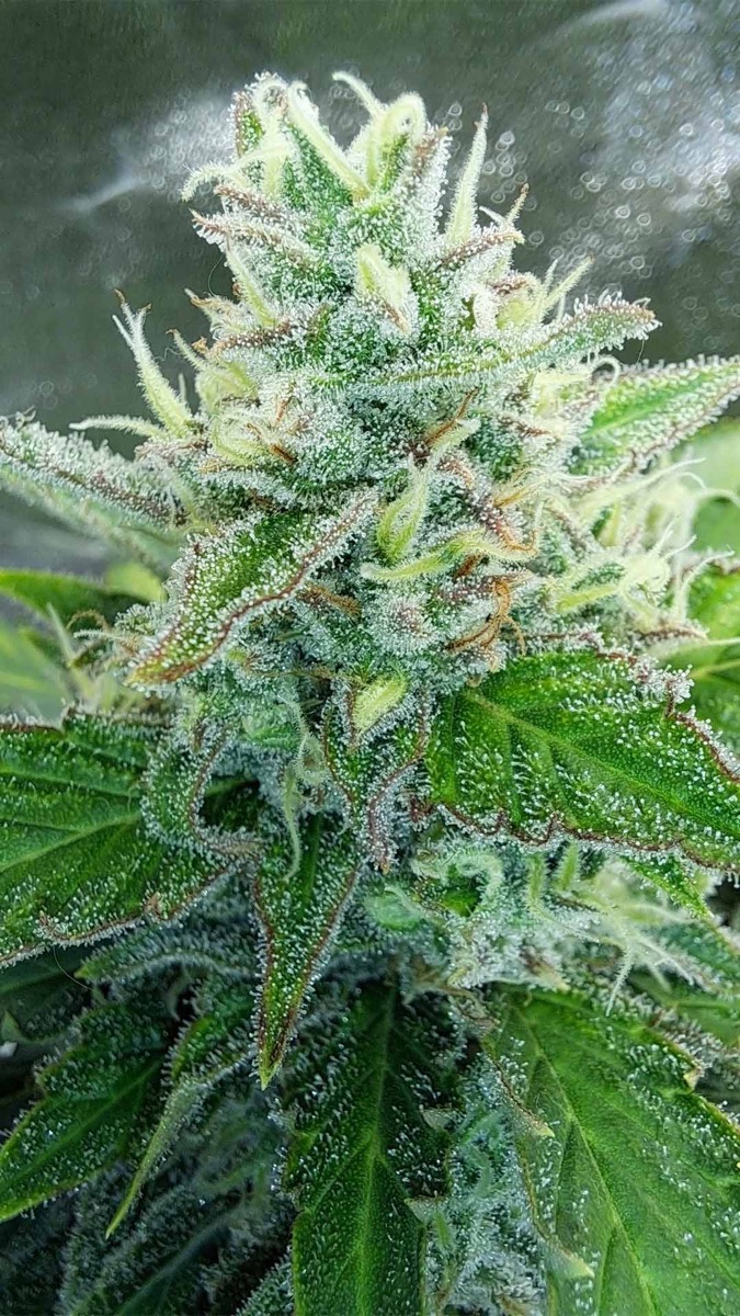 Photo of Auto Oh My Gusher