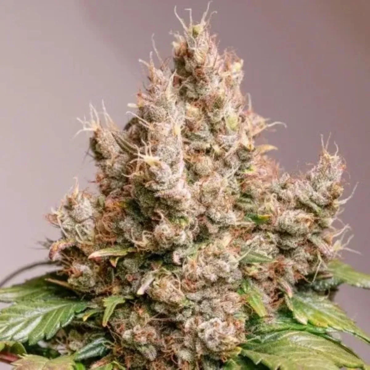 Photo of Auto Red Tropicana Cookies