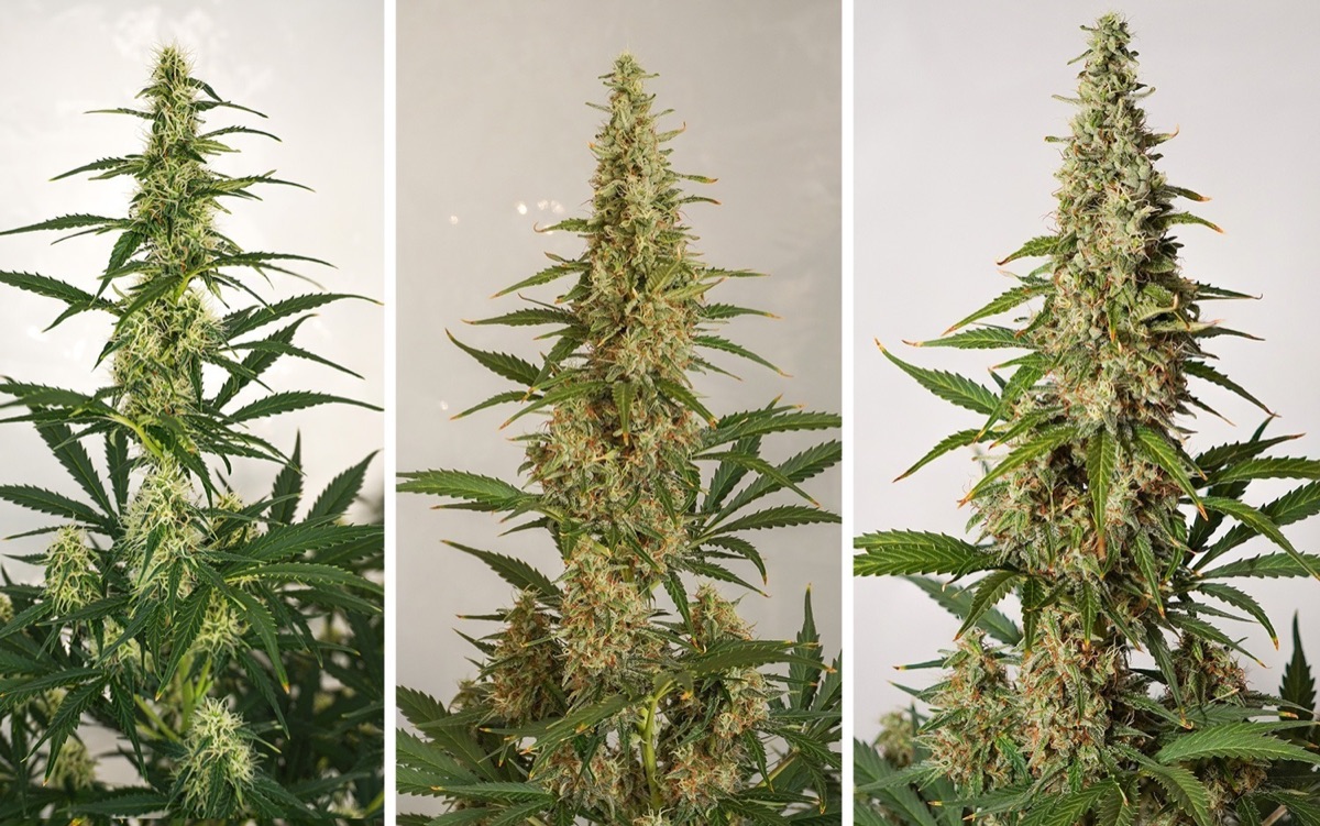 Photo of Auto SFV OG