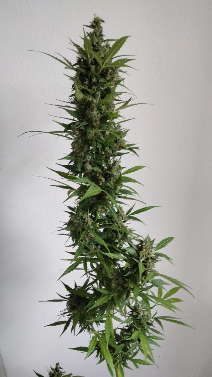 Photo of Auto Skywalker Haze