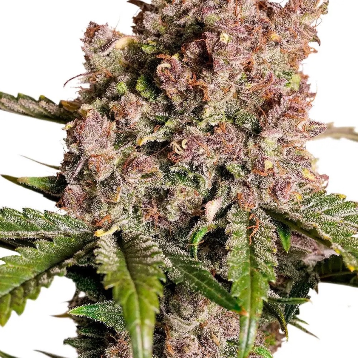 Photo of Auto Strawberry Soda
