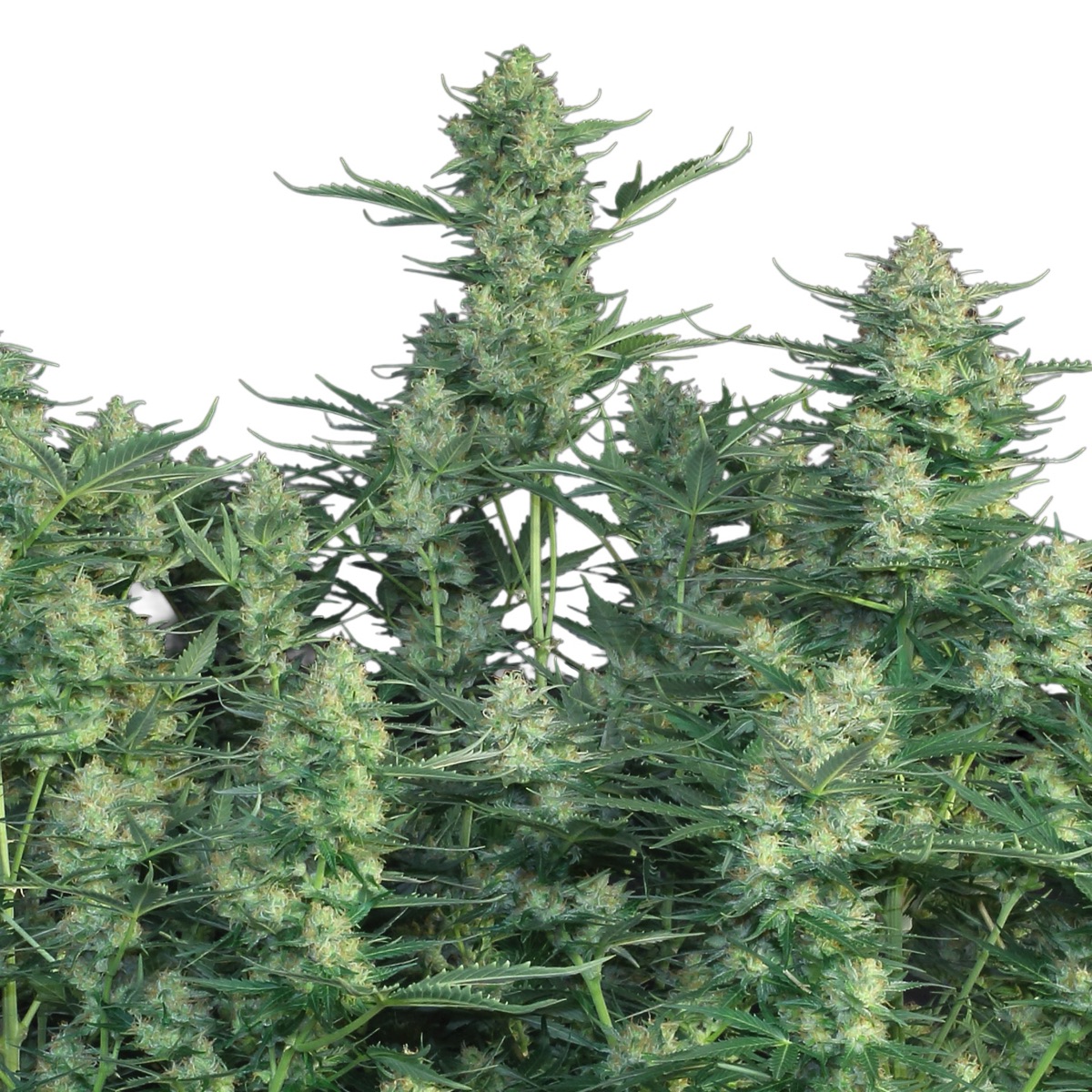 Photo of Auto White Russian