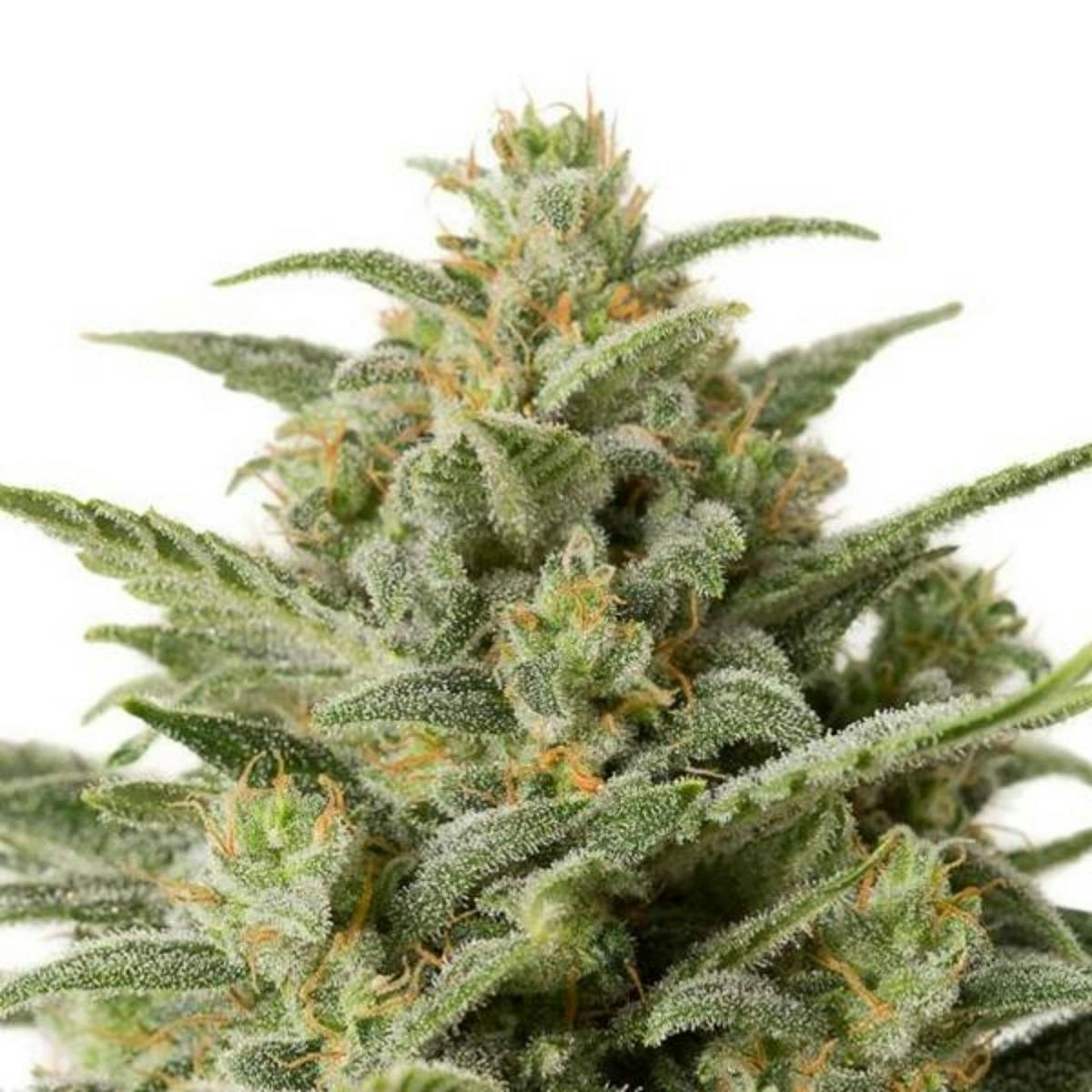 Photo of Auto White Widow