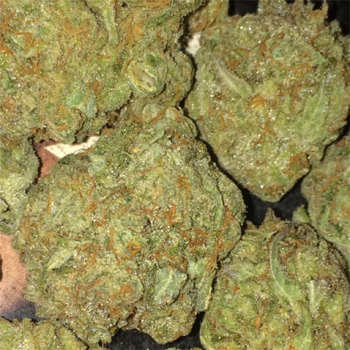 Photo of Ayahuasca Purple