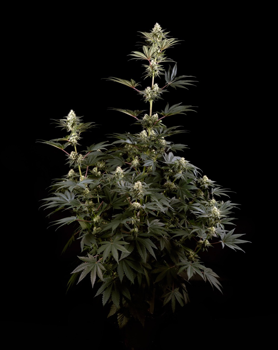 Photo of B-Funk