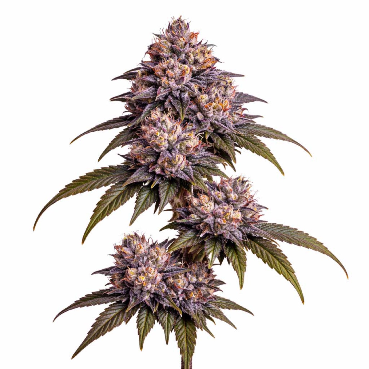 Photo of Bacio Gelato