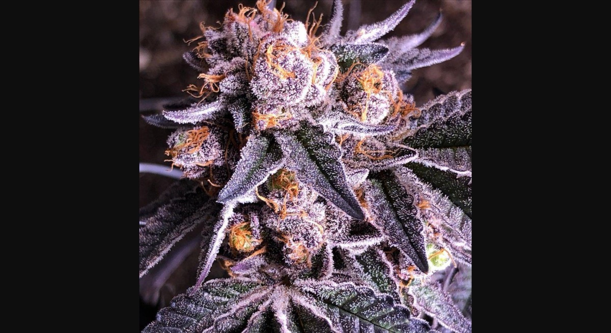 Photo of Bahama Mama