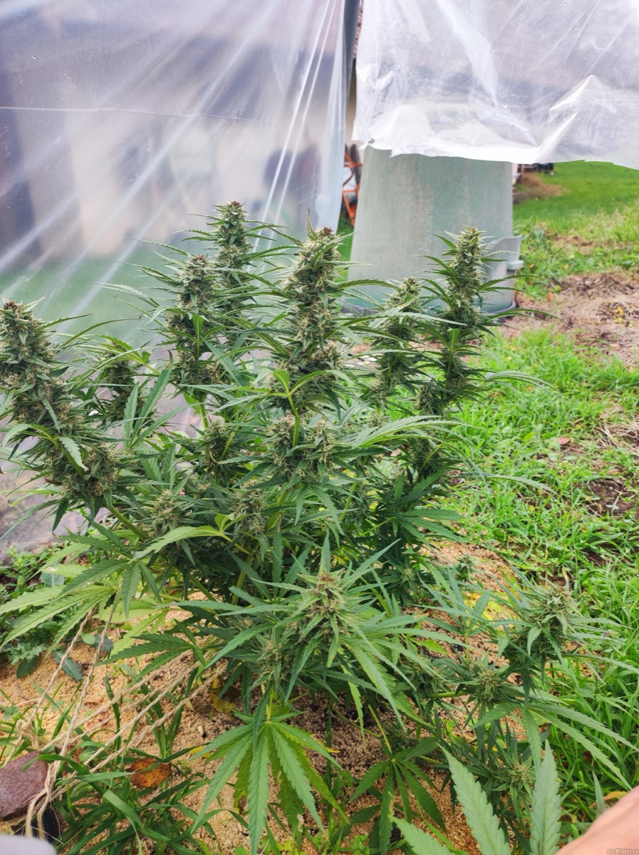 Photo of Banana Blaze