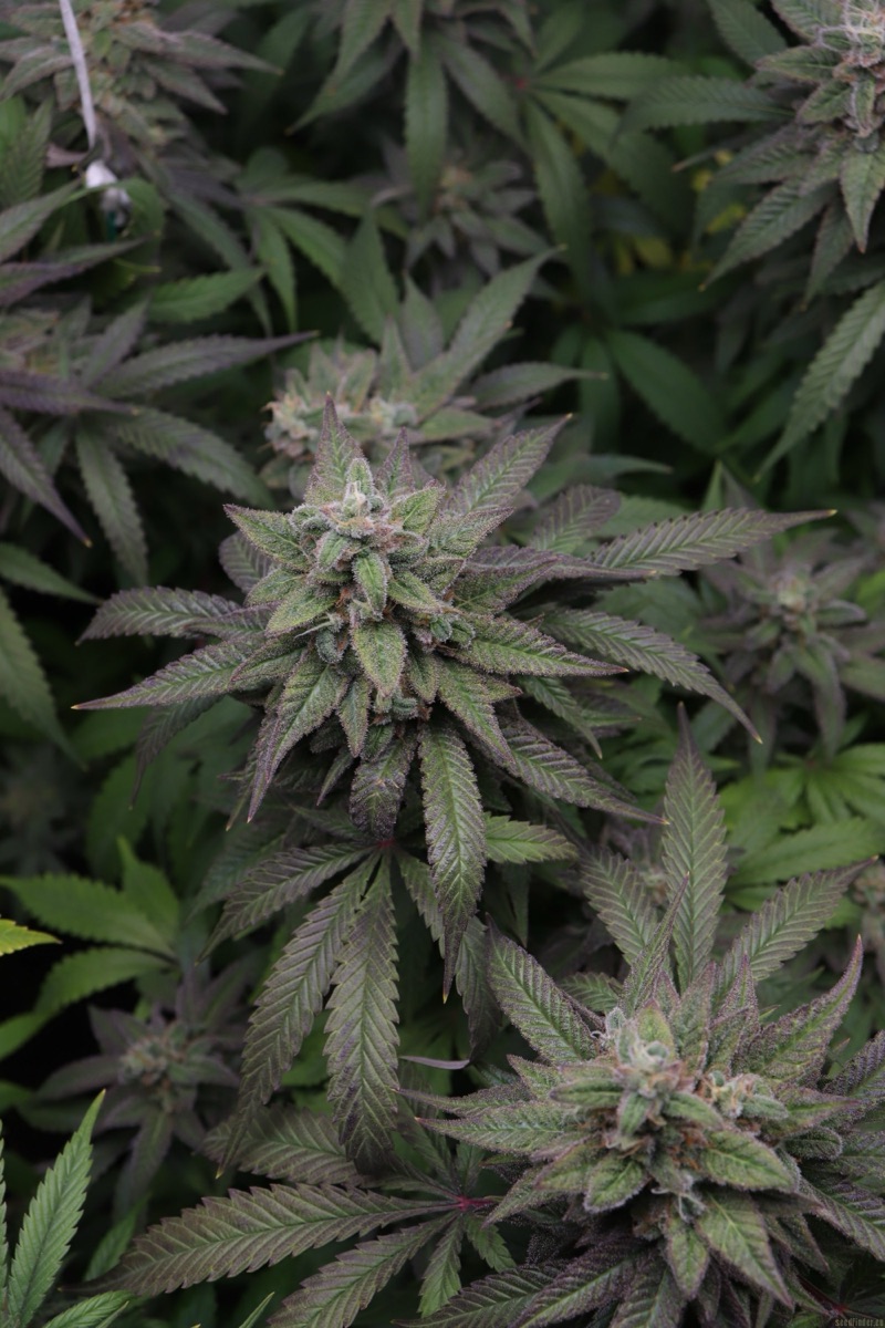 Photo of Banana Frosting