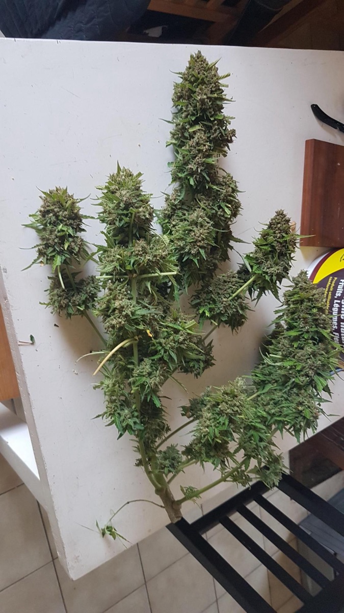 Photo of Banana Kush Cake