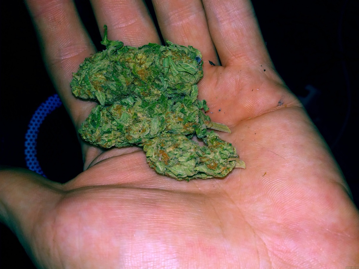 Photo of Banana Kush Feminized Seeds by White Label