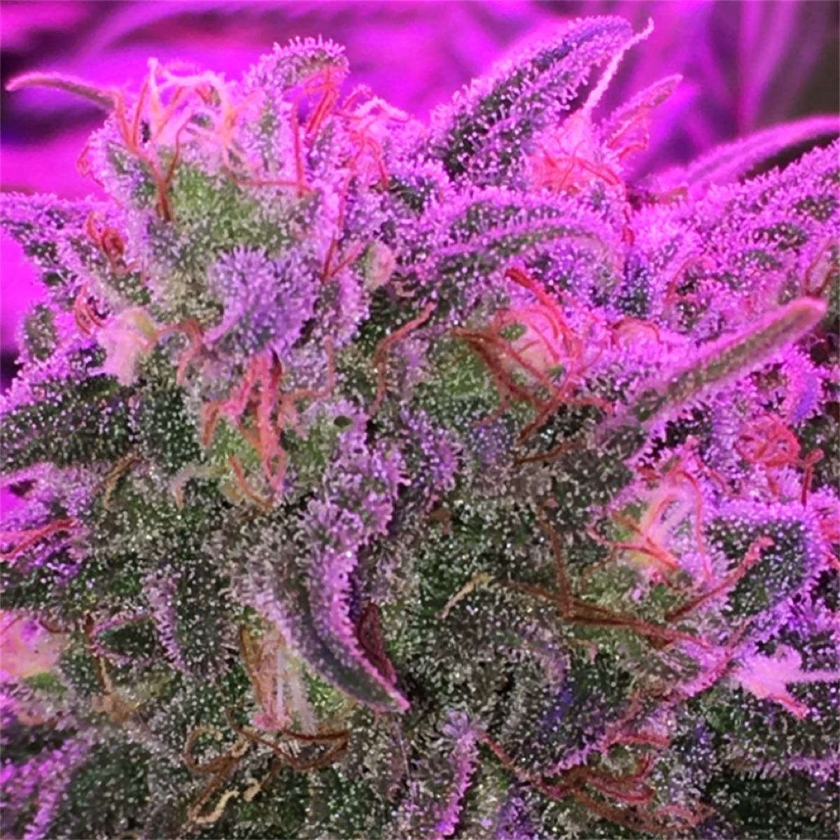 Photo of Banana Kush