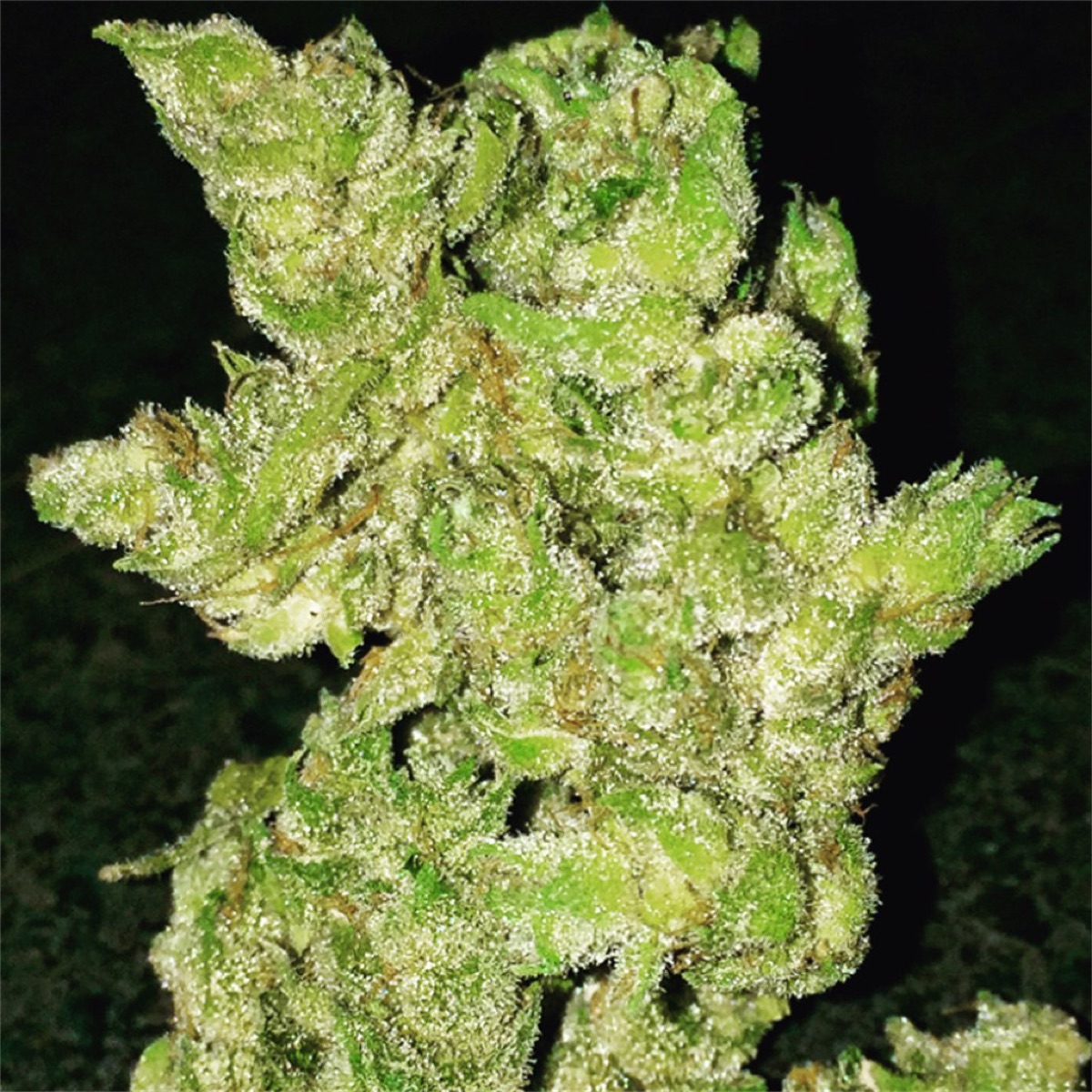 Photo of Banana OG
