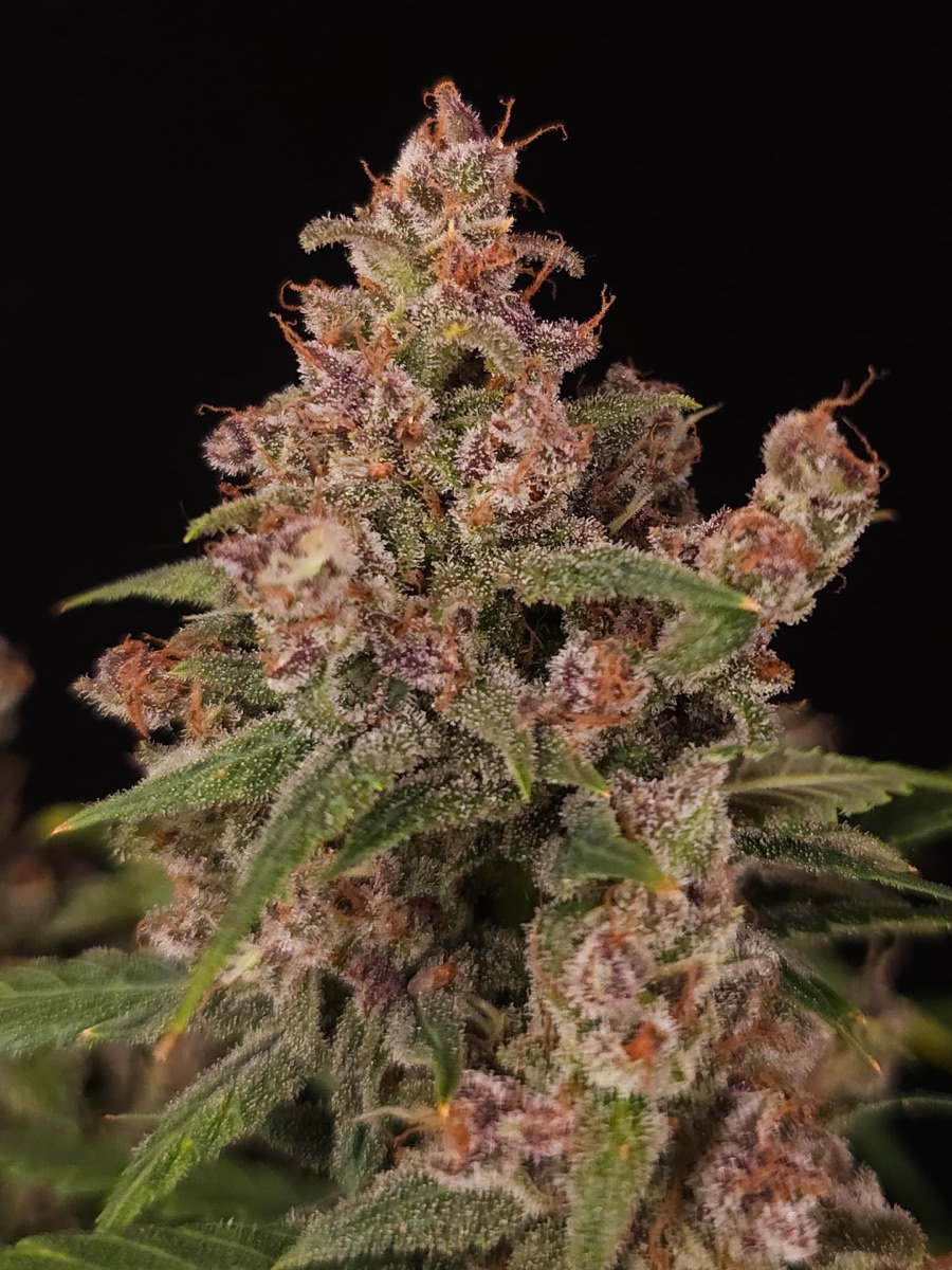 Photo of Banana Purple Auto