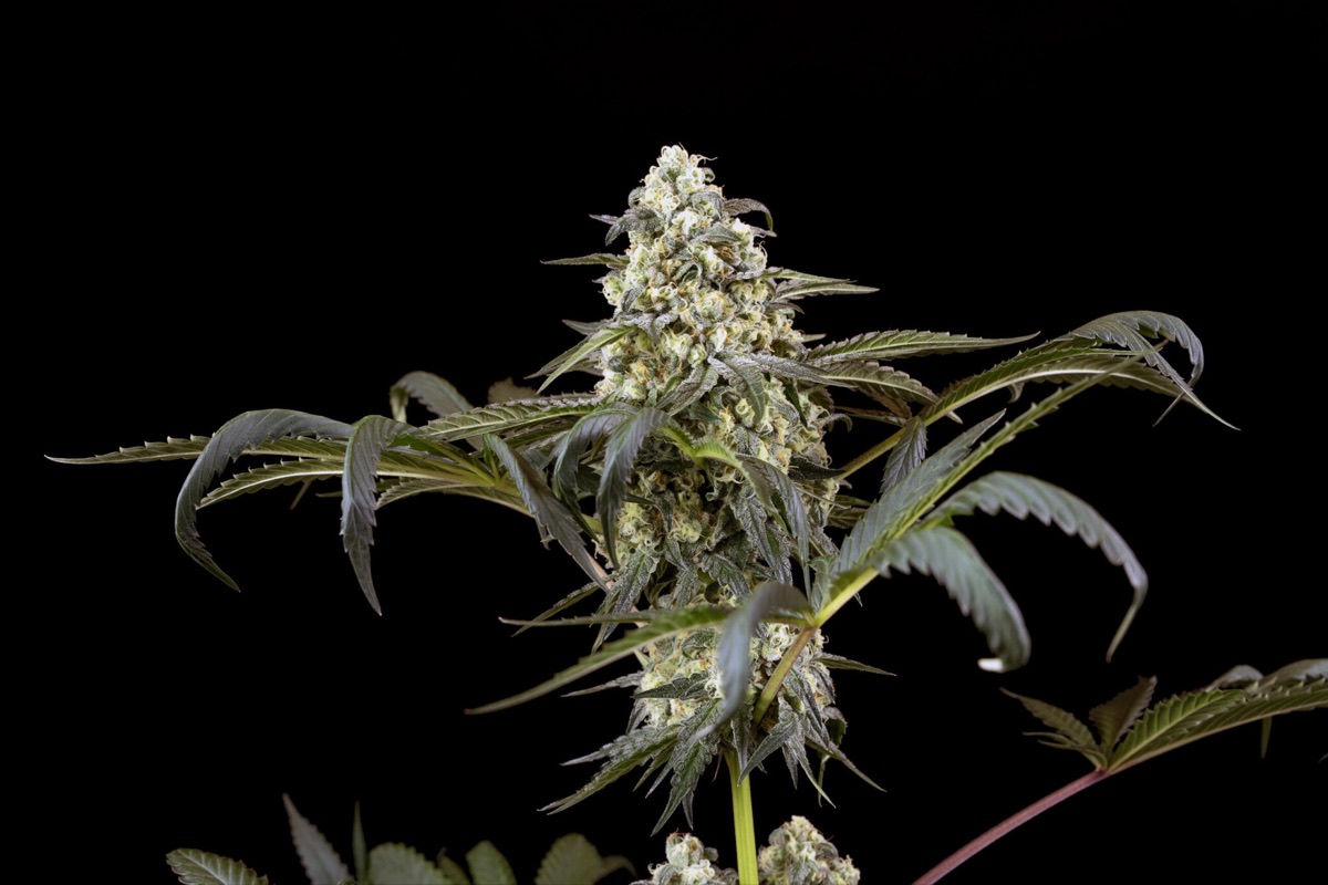Photo of Big Berry Bliss