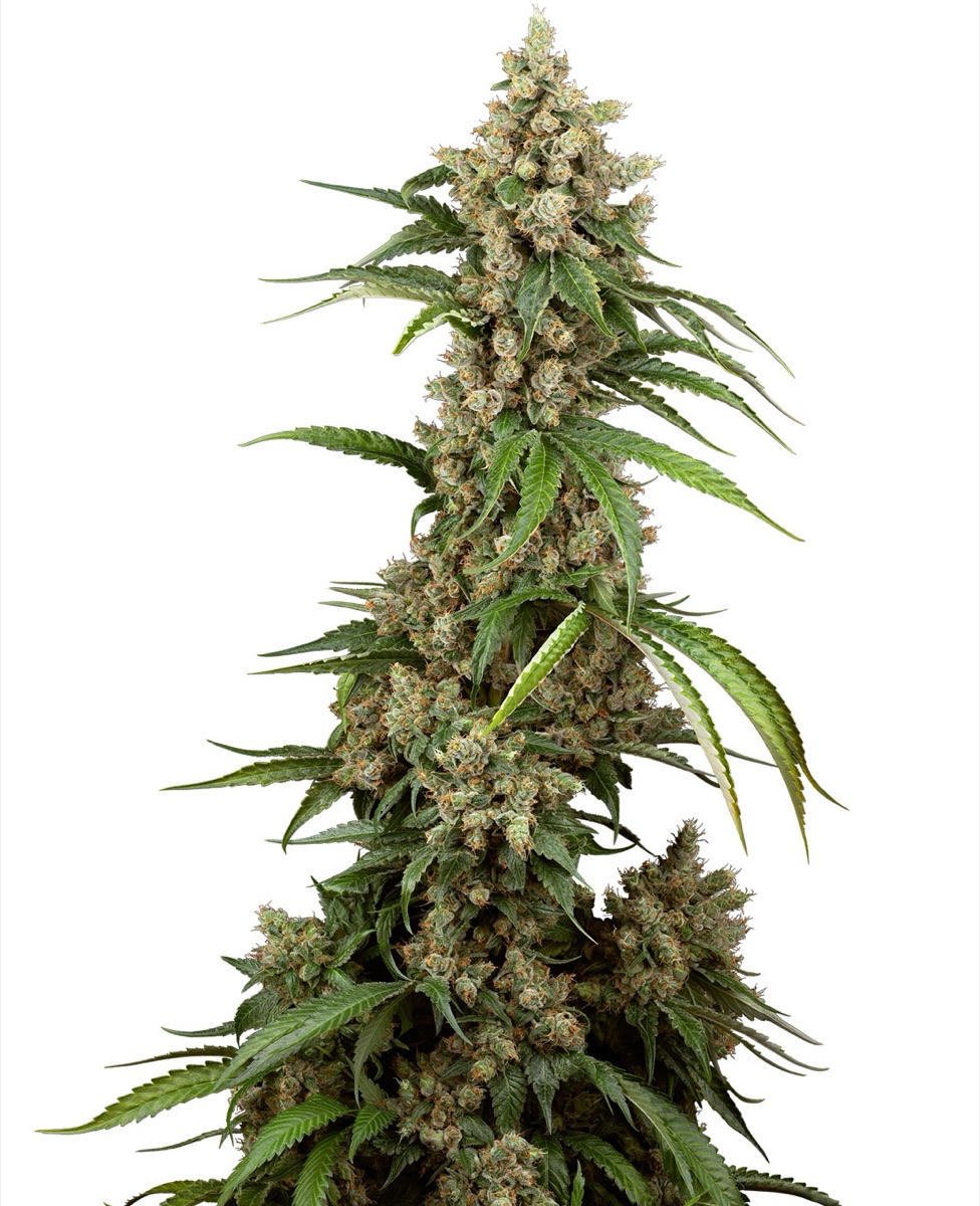 Photo of Big Berry Boom Boom