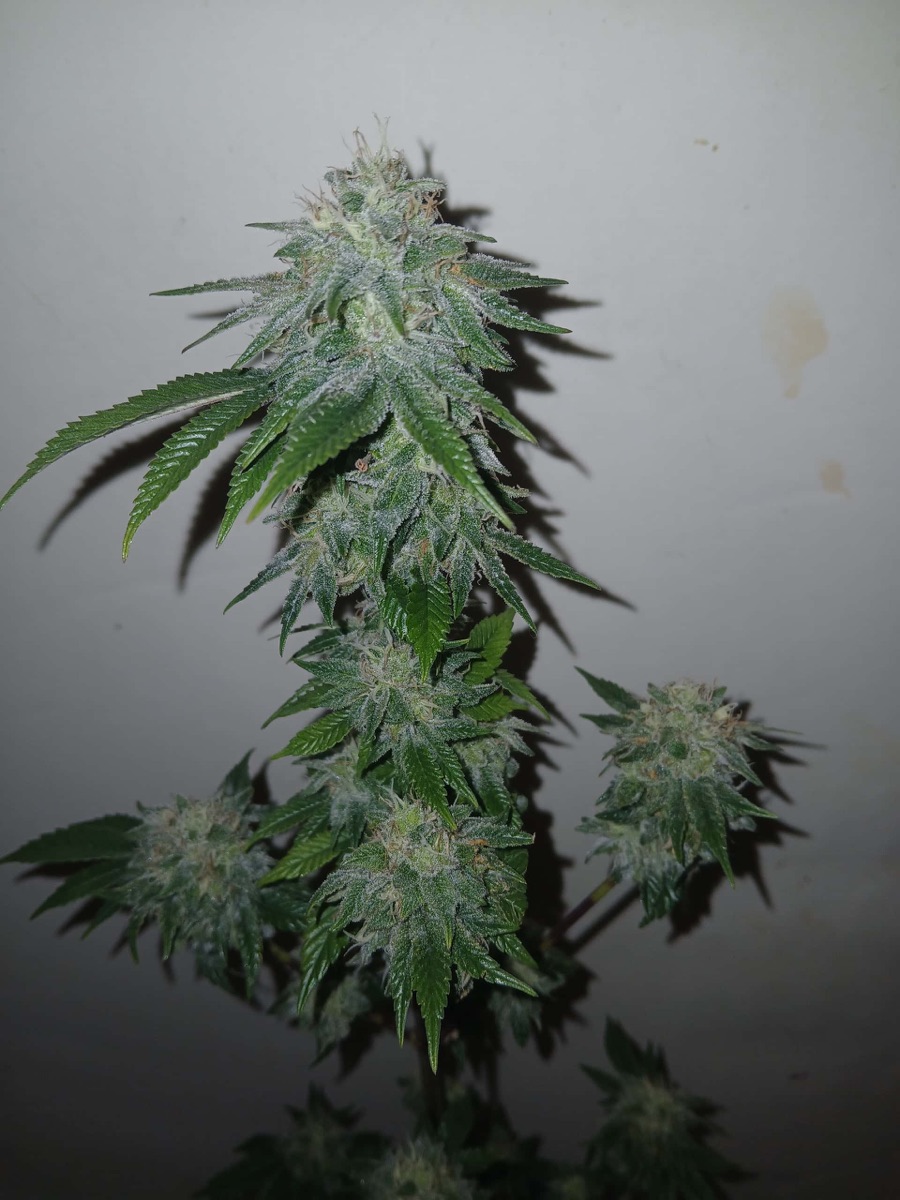 Photo of Black Cherry Reserve