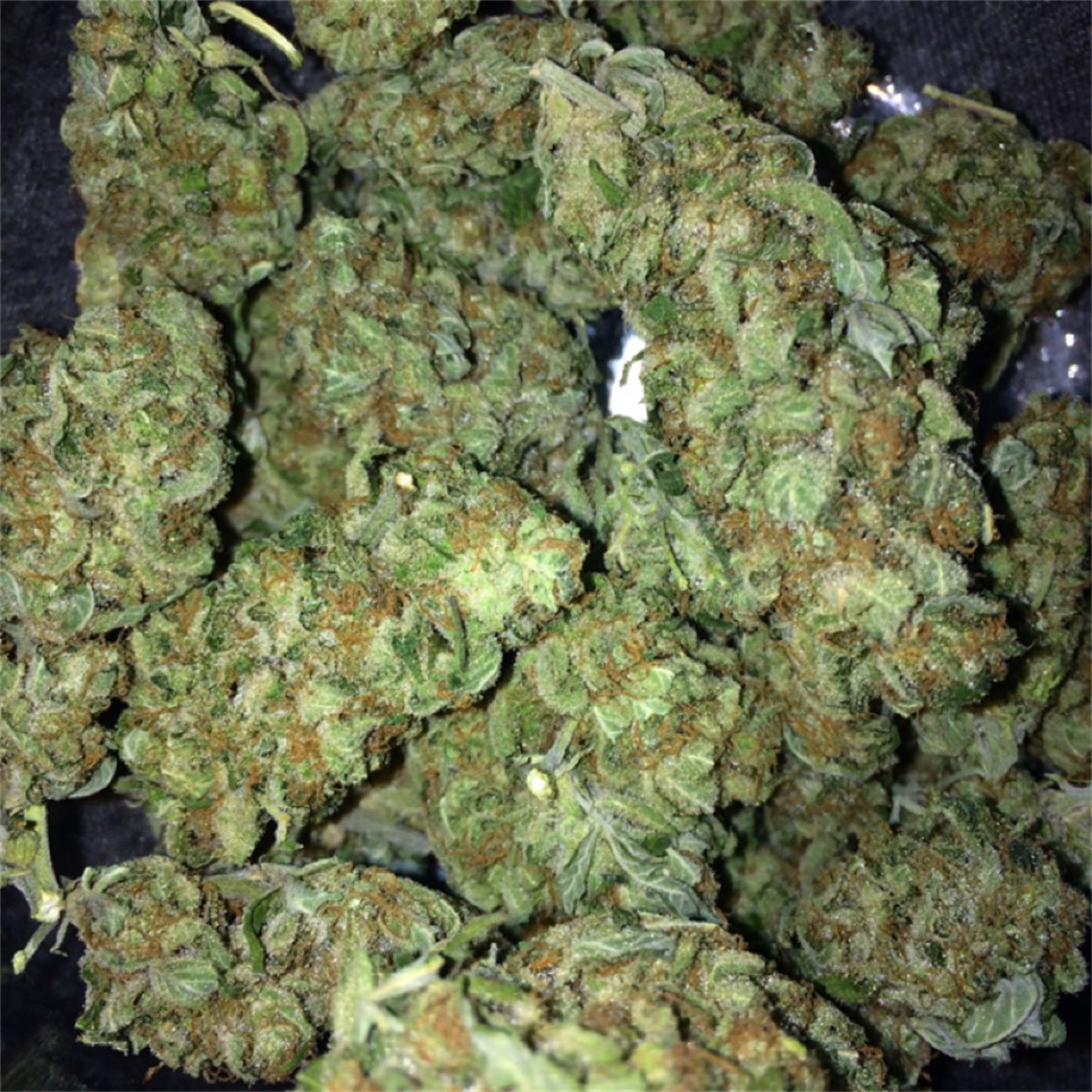 Photo of Black Domina