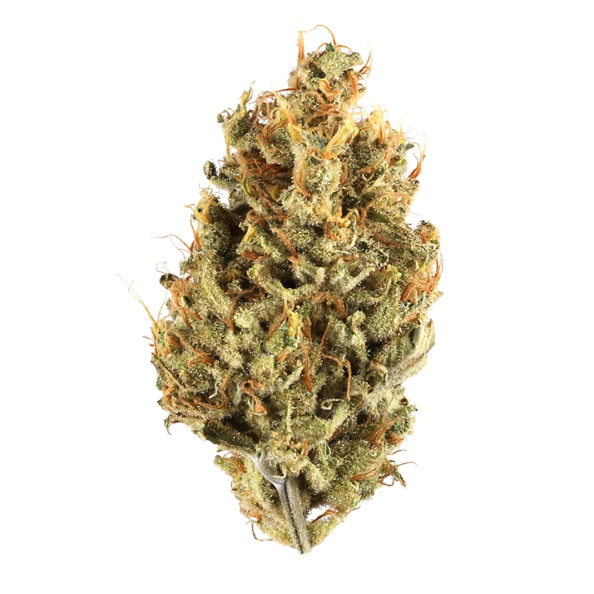 Photo of Black Jack